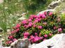 Rododendri